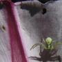 Mr. Spider, who was  1/4" across, lunged at a mite sized bug on this native Coastal Morning Glory (Calystegia purpurea).